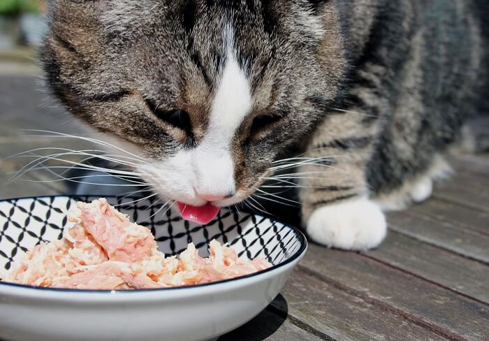 Foto einer Katze, die begeistert eine Mahlzeit aus Hühnerhackfleisch genießt. Das zeigt, welche Möglichkeit eine selbstgemachte Ernährung unter entsprechender Aufsicht und Überlegung bieten kann.