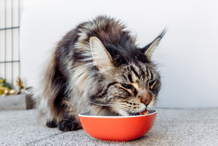 Wie viel muss man einer Katze füttern, um Gewicht zu verlieren?