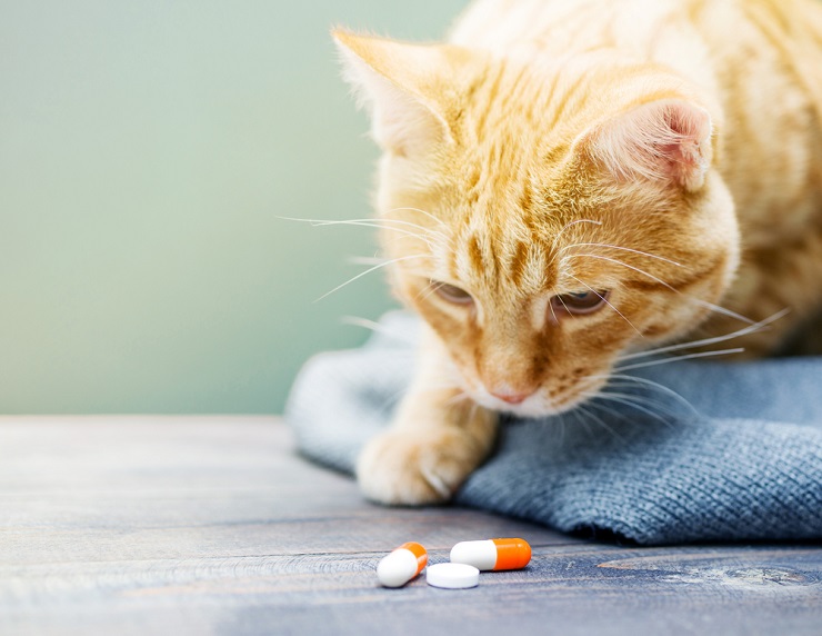 Gabapentin für Katzen