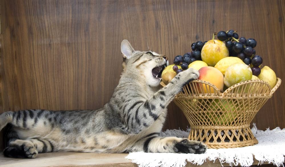 Katze isst Früchte im Korb