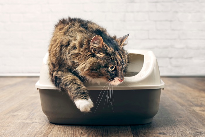 Eine visuelle Darstellung einer Katze, die nach Abschluss ihres Toilettengangs aus einer Katzentoilette kommt.