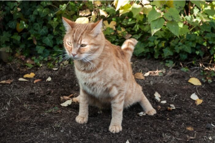 Ein Bild, das eine Katze beim Urinieren zeigt und das natürliche Verhalten von Katzen veranschaulicht.