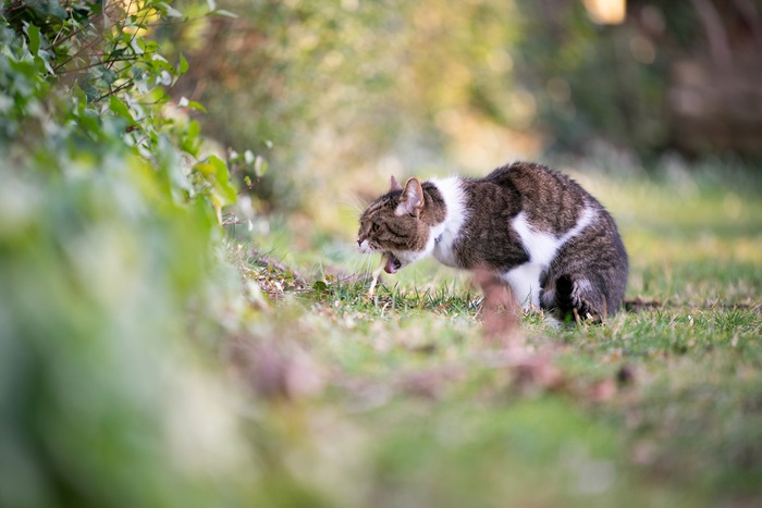 Behandlung für blutiges Erbrechen bei Katzen