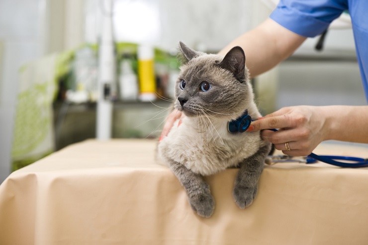 So wirkt Gabapentin bei Katzen