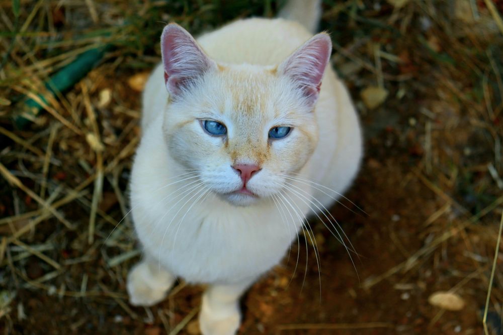 schielende Katze