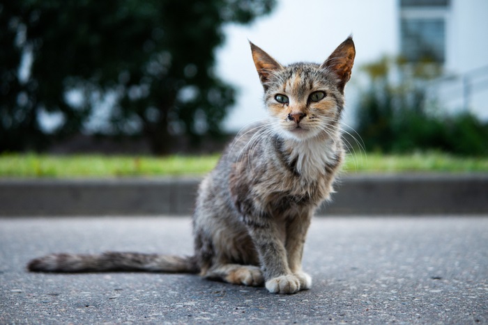 Eine dünne und unterernährte Katze mit sichtbaren Rippen und einem gebrechlichen Aussehen, was auf mögliche Unterernährung oder gesundheitliche Probleme hinweist.