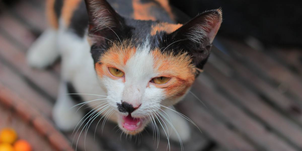 Eine Katze muss sich nach dem Fressen von Gras übergeben