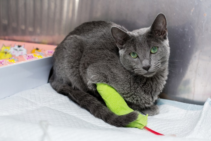 Eine graue Katze sitzt mit einem grünen Spielzeug auf einem Bett.