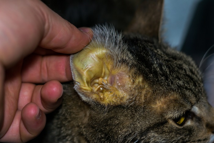 Das Ohr einer Katze wird von einer Person berührt.