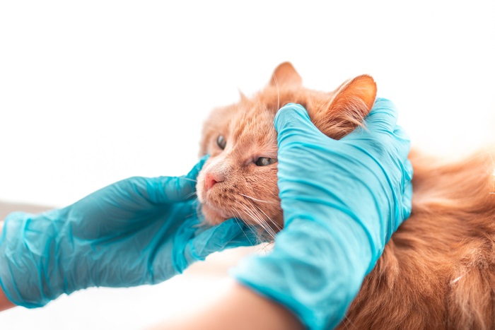 Eine orangefarbene Katze wird von einer Person mit blauen Handschuhen untersucht.