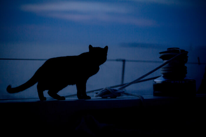 Katze aktiv in der Dämmerung