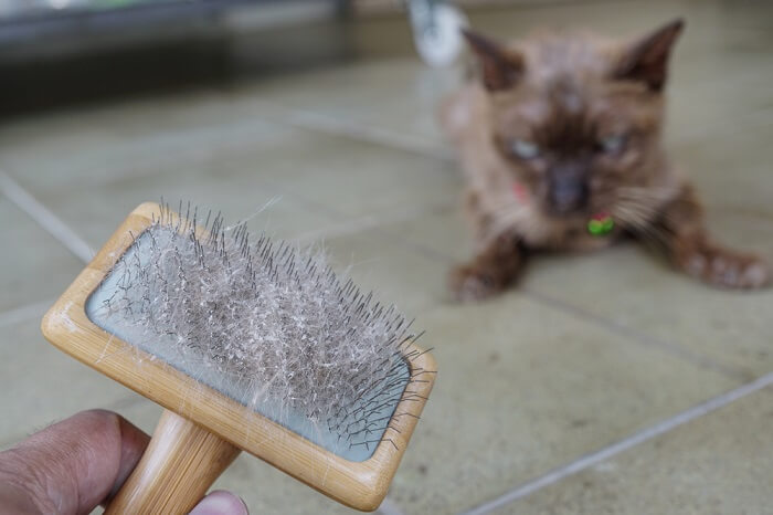 Bild einer weißen Katze mit Schuppen im Fell vor einem dunklen Hintergrund.