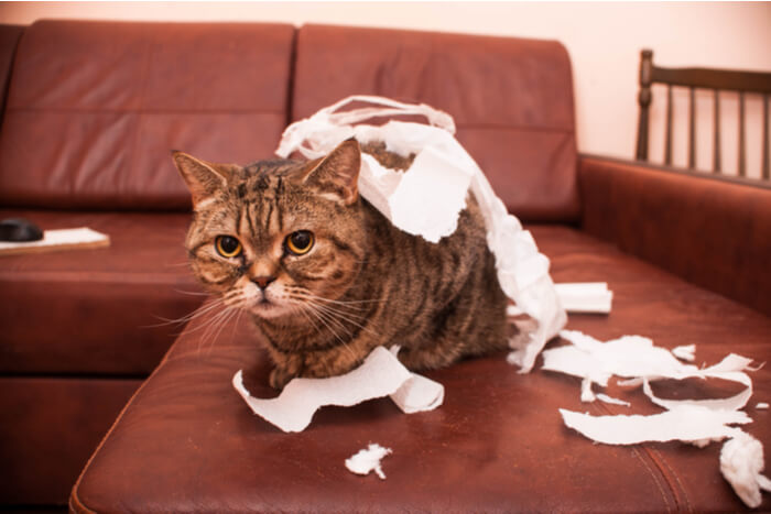 Beispiel für eine Katze, die aus Langeweile destruktiv ist