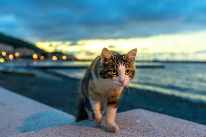 Katzenspaziergang am Abend