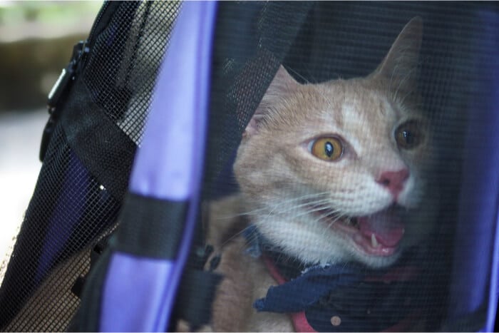 Katze hechelt in der Transportbox