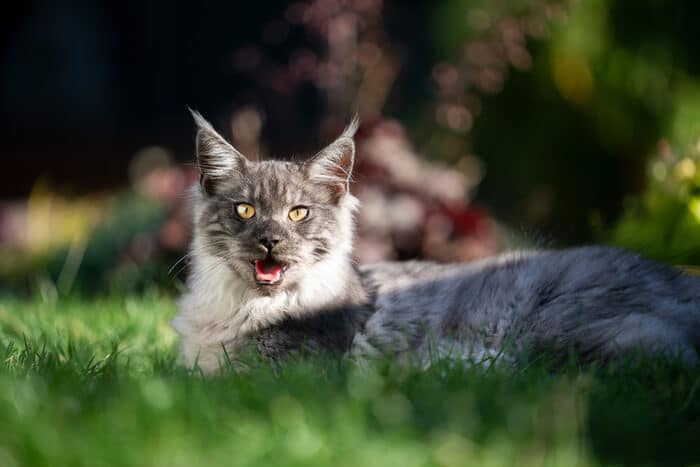 Maine Coon hechelt