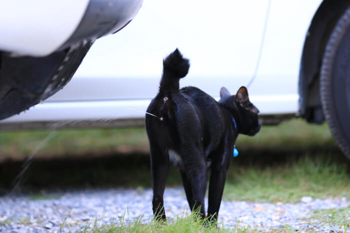 Ausgewähltes Bild: Katze sprüht Spritzwasser