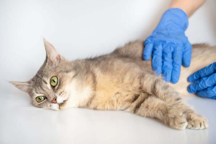 Eine behandschuhte Person tastet den Bauch einer Katze ab