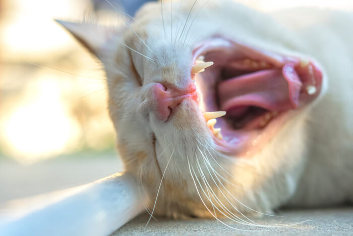 Visuelle Darstellung einer Katze mit Mundgeruch, die die Bedeutung der Zahnpflege und regelmäßiger Kontrolluntersuchungen hervorhebt, um mögliche Probleme der Zahngesundheit zu behandeln, die das allgemeine Wohlbefinden einer Katze beeinträchtigen können.