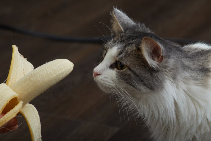 Katze beobachtet neugierig eine Banane