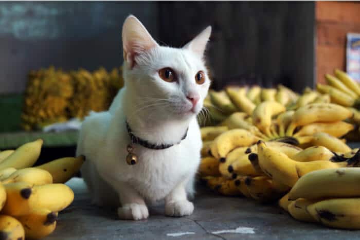 Katze inmitten einer Bananenstaude, eine skurrile Szene