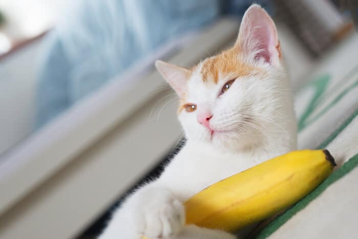 Vorteile von Bananen für Katzen