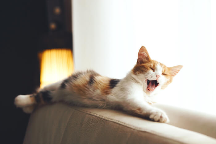 Ein fesselndes Bild einer Katze, die auf einem Sofa gähnt und dabei ihr Maul weit geöffnet, die Zunge heraushängend und einen kurzen Ausdruck schläfriger Zufriedenheit zur Schau stellt.