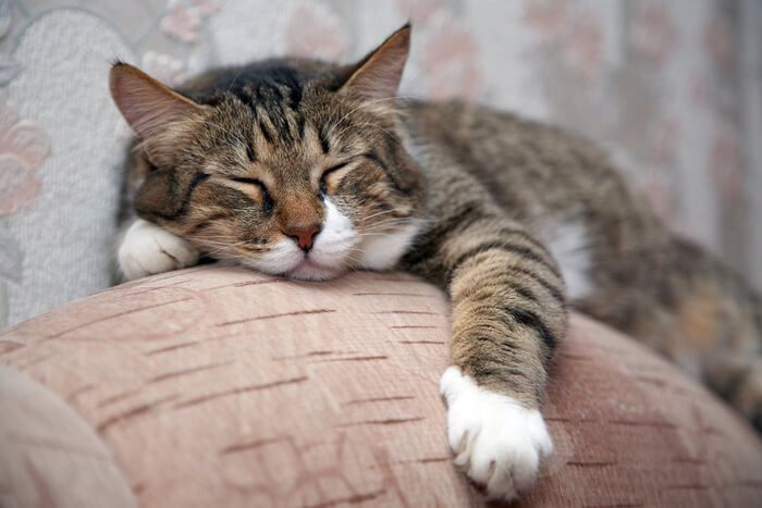 Ursachen für Bluthochdruck bei Katzen