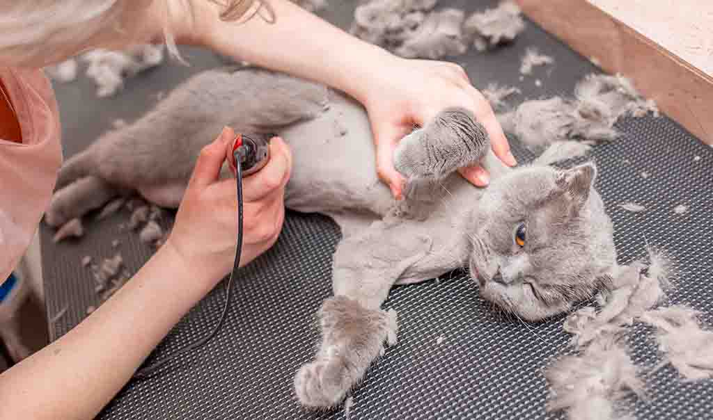 Hundefriseur rasiert eine Katze