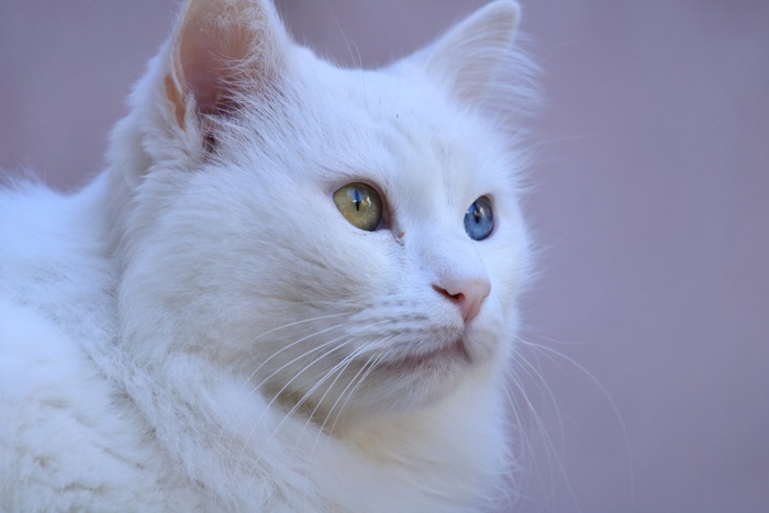 Taubheit bei Katzen mit Heterochromie