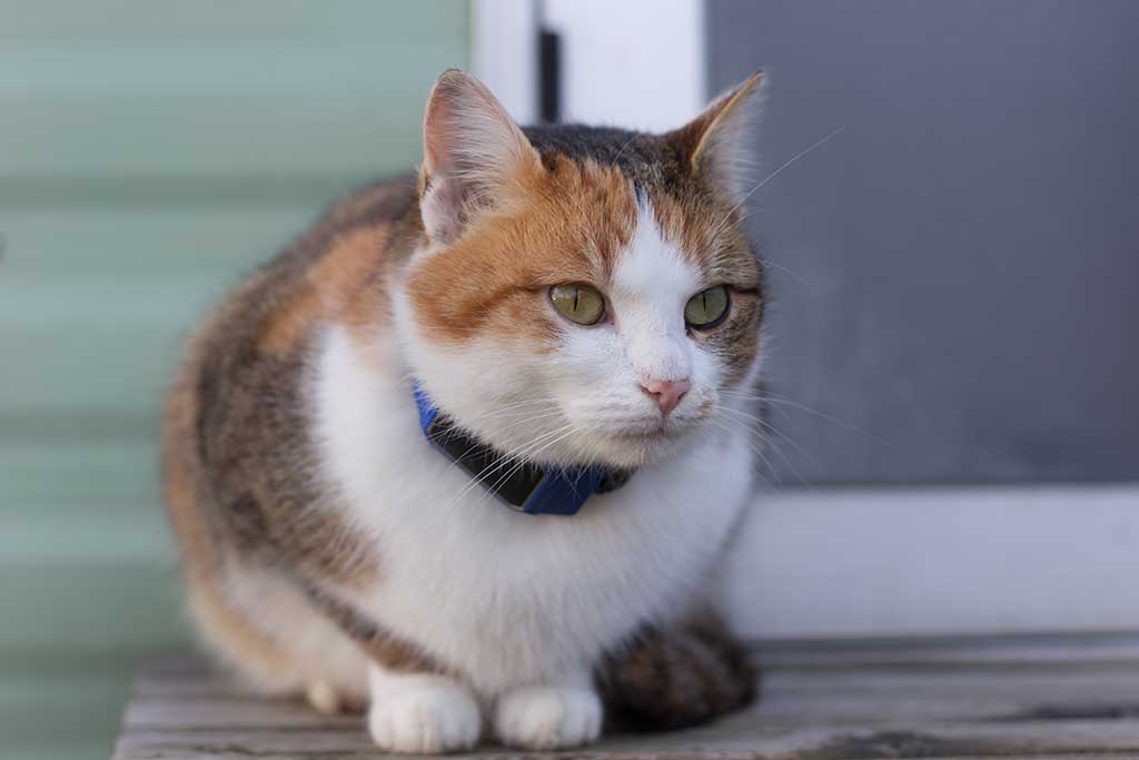 So finden Sie eine verlorene Katze