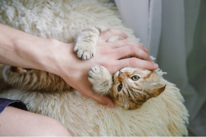 Ein liebenswertes Bild eines Kätzchens, das mit einer menschlichen Hand spielt und seine jugendliche Ausgelassenheit und die charmante Interaktion zwischen der kleinen Katze und ihrem menschlichen Begleiter zeigt.