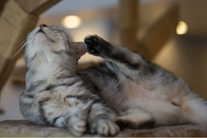 Die häufigsten Katzenallergene