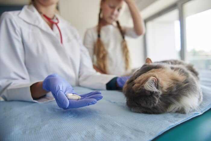 Bild, das einen Tierarzt zeigt, der die Verschreibung von Clavamox für eine Katze bespricht.