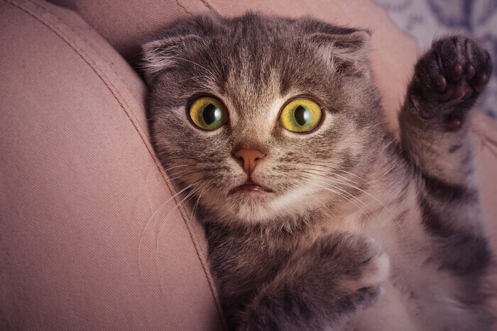 Ein bezauberndes Bild mit einem Scottish Fold-Kätzchen in einer verspielten Pose.