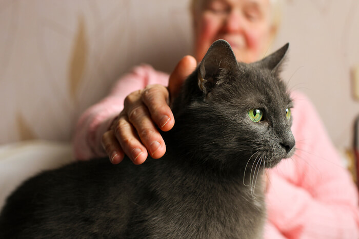 Bild zum Thema Bluthochdruck bei Katzen. Es beleuchtet diesen medizinischen Zustand und seine möglichen Auswirkungen auf die Gesundheit der Katze und unterstreicht die Bedeutung der Überwachung und Kontrolle des Blutdrucks unter tierärztlicher Aufsicht.