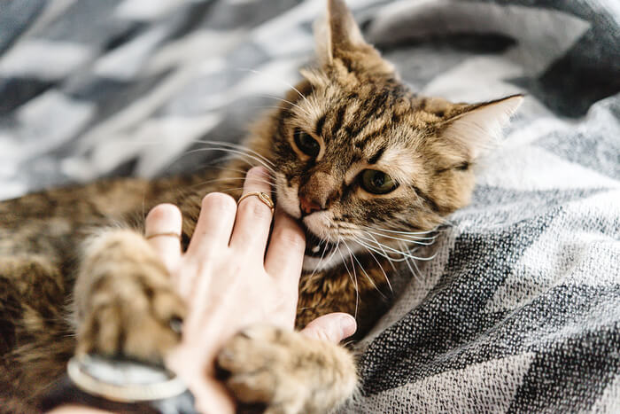 Eine neugierige Katze knabbert sanft am Finger einer Person. Dies veranschaulicht das übliche Verhalten von Katzen, die ihre Umgebung durch sanfte Bisse erkunden.