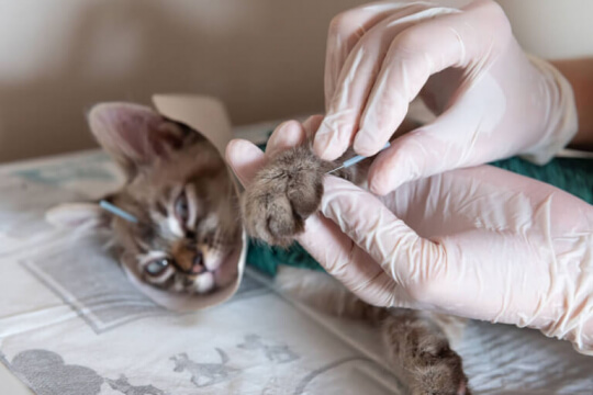 Tierarzt führt Akupunktur bei Katzen durch