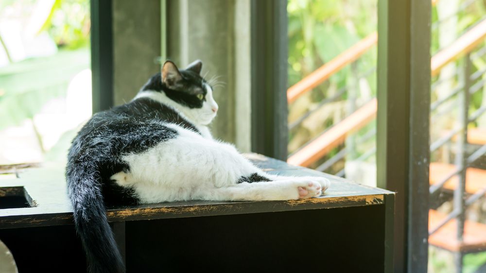 Eine schwarz-weiße Katze, die das klassische Farbmuster dieser Katzenart zeigt.