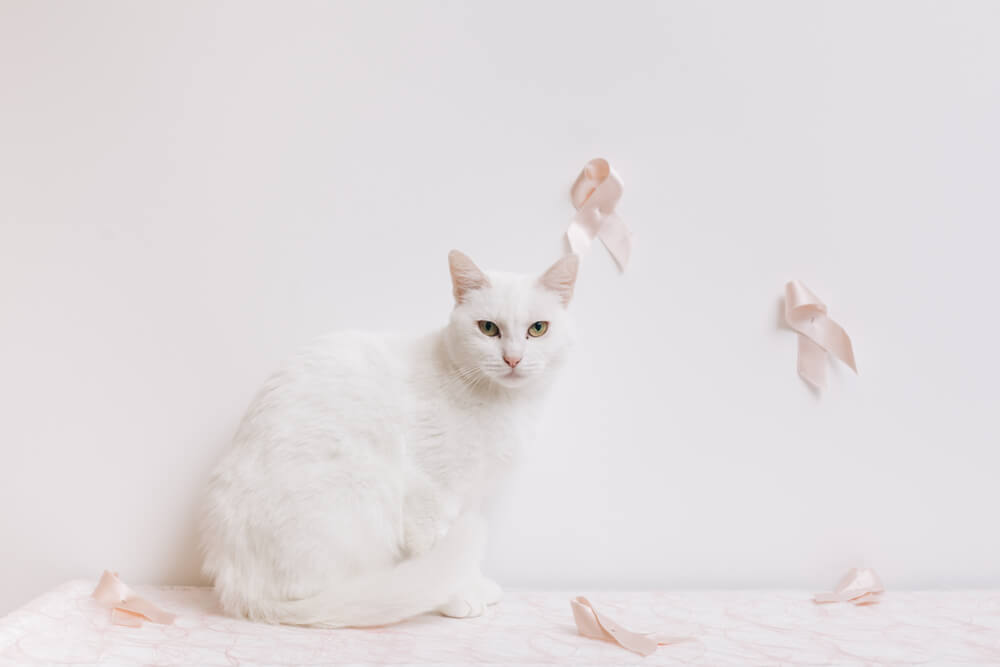 Ein Bild, das eine Katze zeigt, die an Brustkrebs erkrankt ist