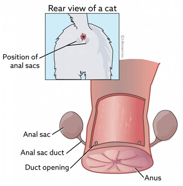 Ein Bild im Zusammenhang mit den Analdrüsen von Katzen, das einen Teil der Anatomie einer Katze zeigt, der oft mit Duftmarkierungen und potenziellen Gesundheitsproblemen in Verbindung gebracht wird.