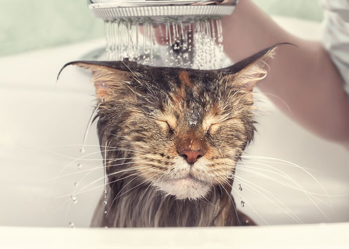 Katze wird gebadet