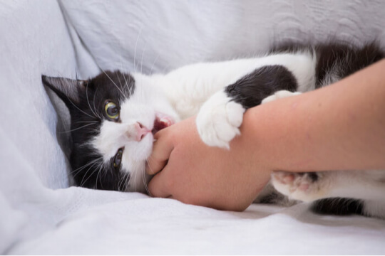 Ein Bild, das einen spielerischen Moment einer Katze festhält, die auf einen Gegenstand beißt und so ihre natürliche Neugier und ihr interaktives Verhalten zeigt.