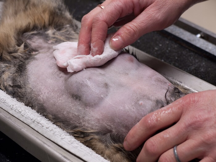 Ein Bild, das das Thema Katzenkrebs darstellt und auf Bewusstsein, Früherkennung und angemessene medizinische Versorgung für die Gesundheit von Katzen aufmerksam macht