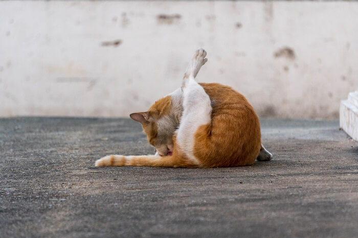 Katze leckt Bereich der Analdrüsen