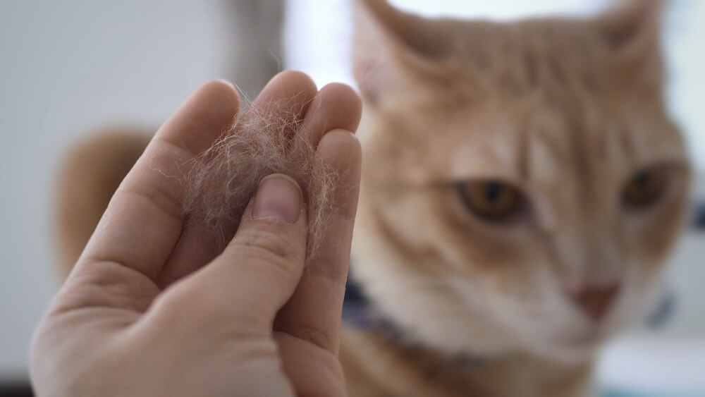 Ausgewähltes Bild zu Katzenschuppen