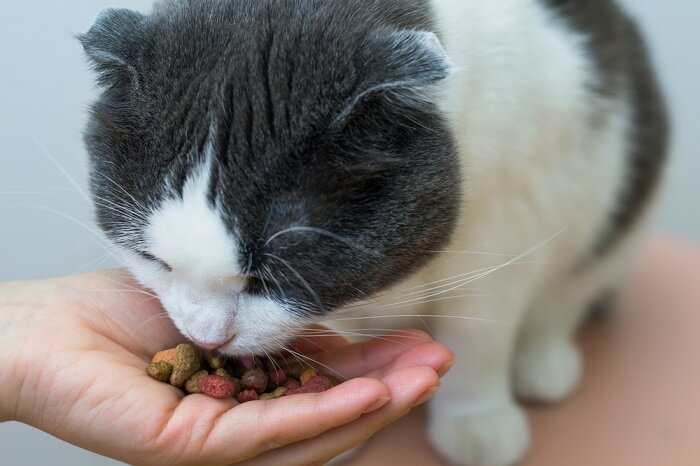 Behandlung von Katzendemenz