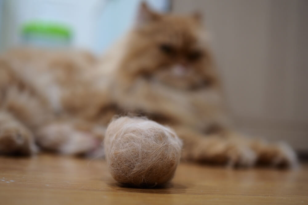 Katze sitzt neben einem Fellknäuel