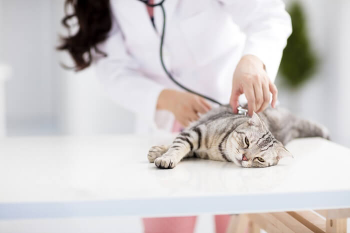 Bild, das eine Katze beim Tierarztbesuch zeigt.