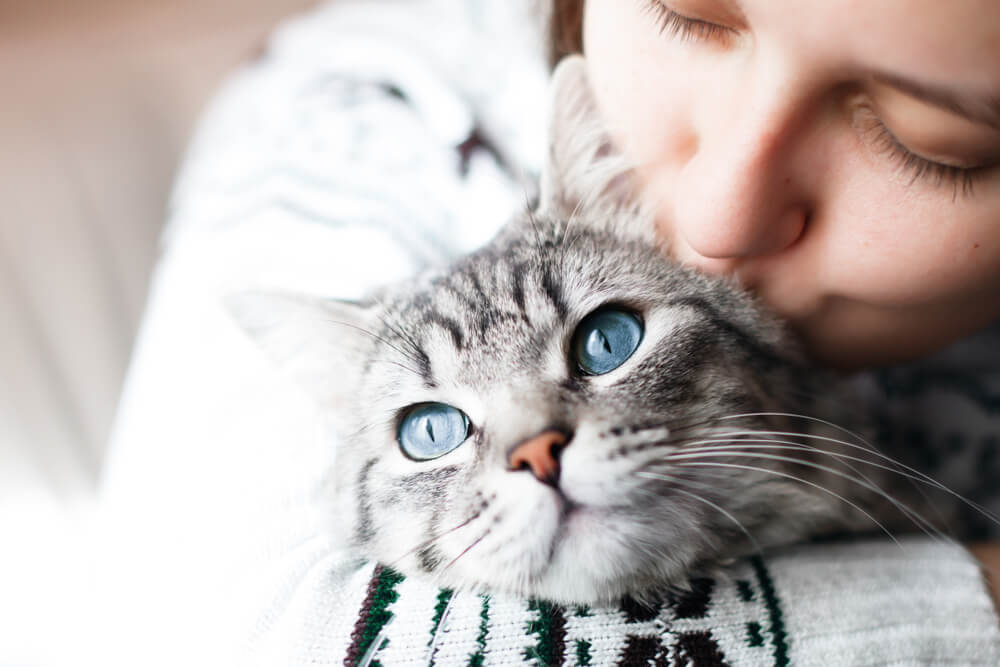 Künstlerische Darstellung der Lebensreise einer Katze.